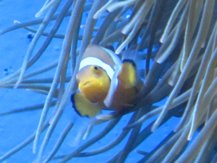 120-clown fish (Nemo).jpg